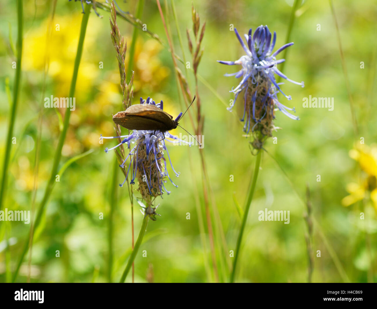 Rampion, Phyteuma scorzonerifolium, Alps, France Stock Photo