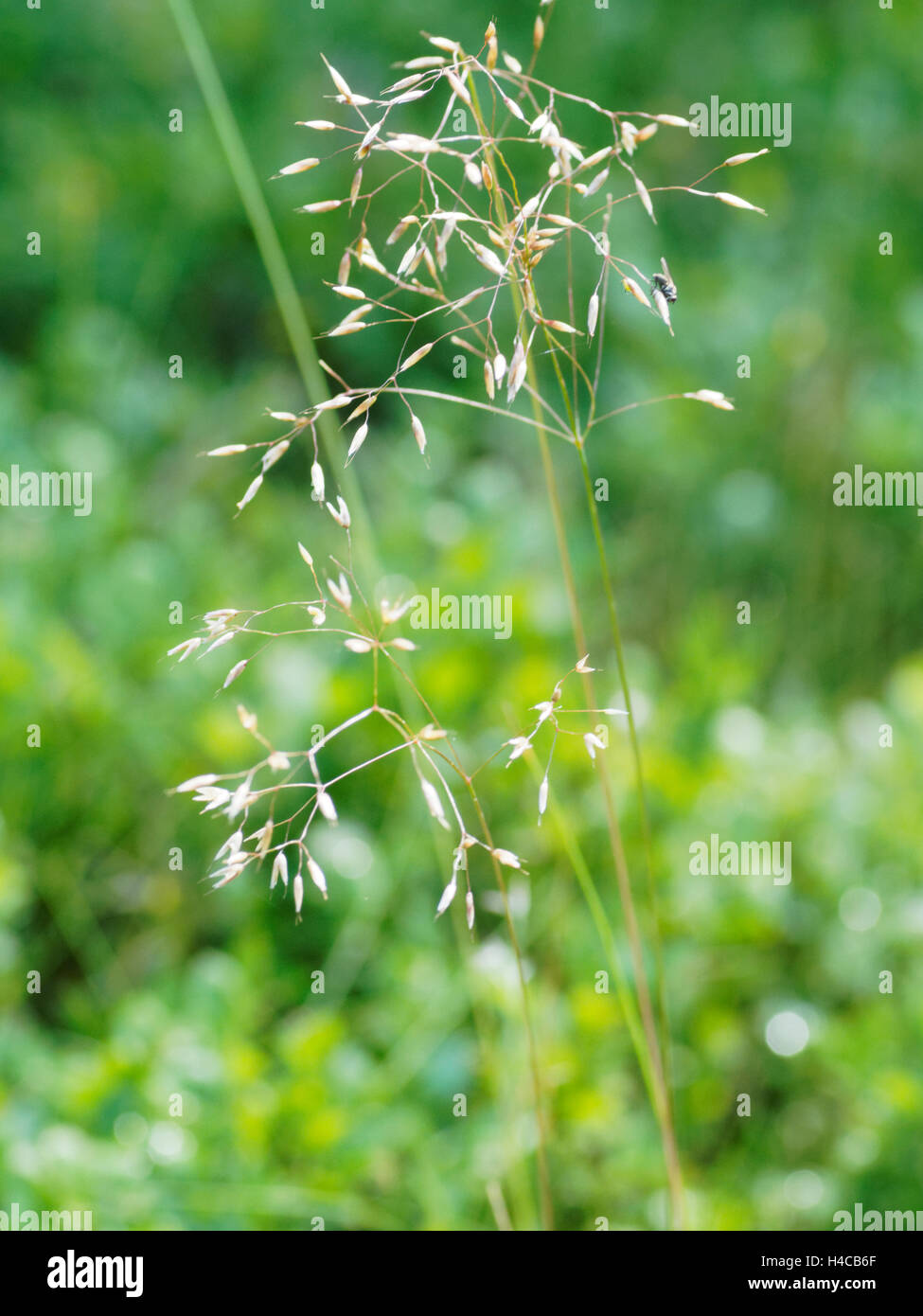 Poa pratensis, Wiesenrispengras, Meadow grass Stock Photo