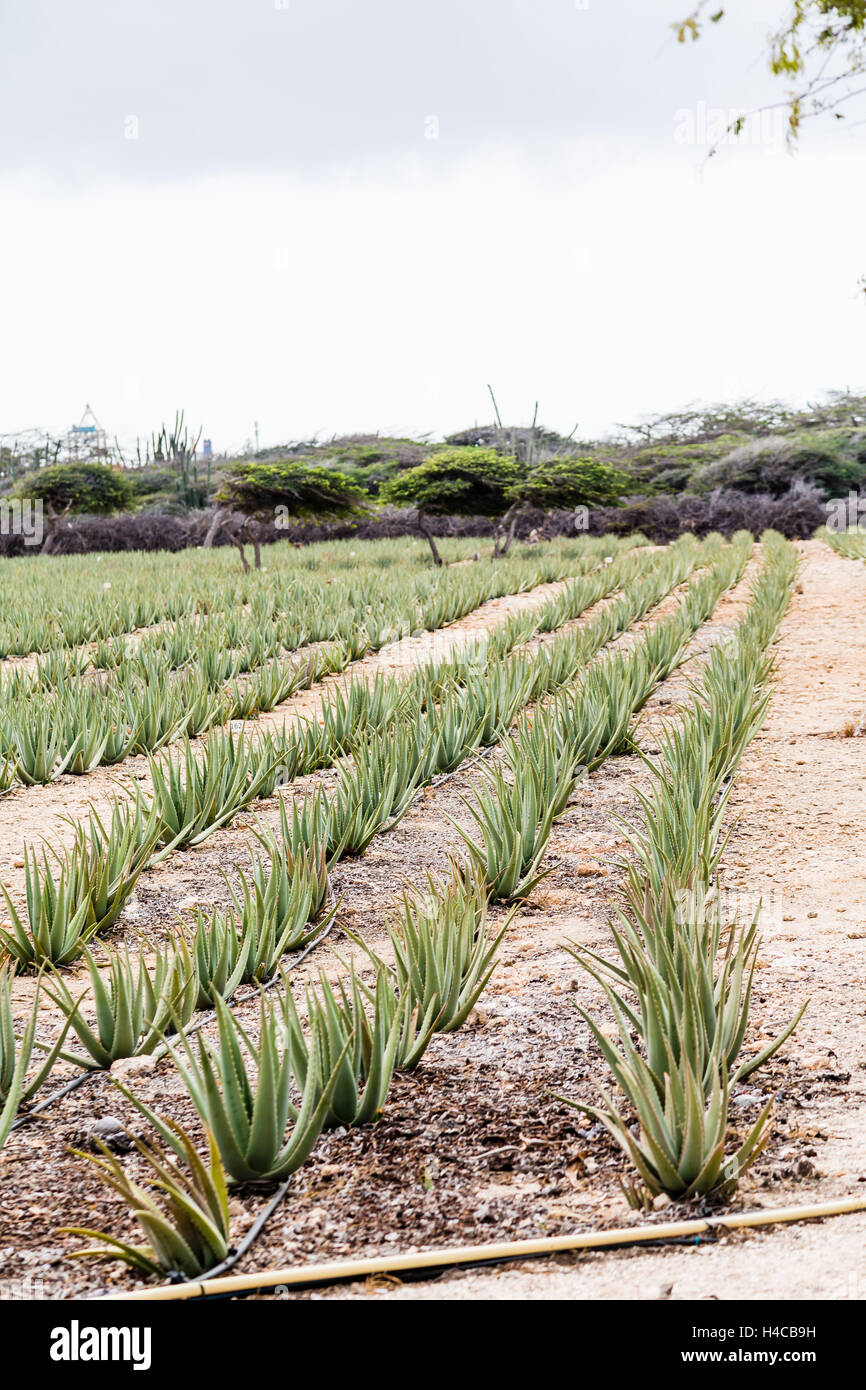 Rows of Aloe Vera plants in an Aruba plantation Stock Photo - Alamy