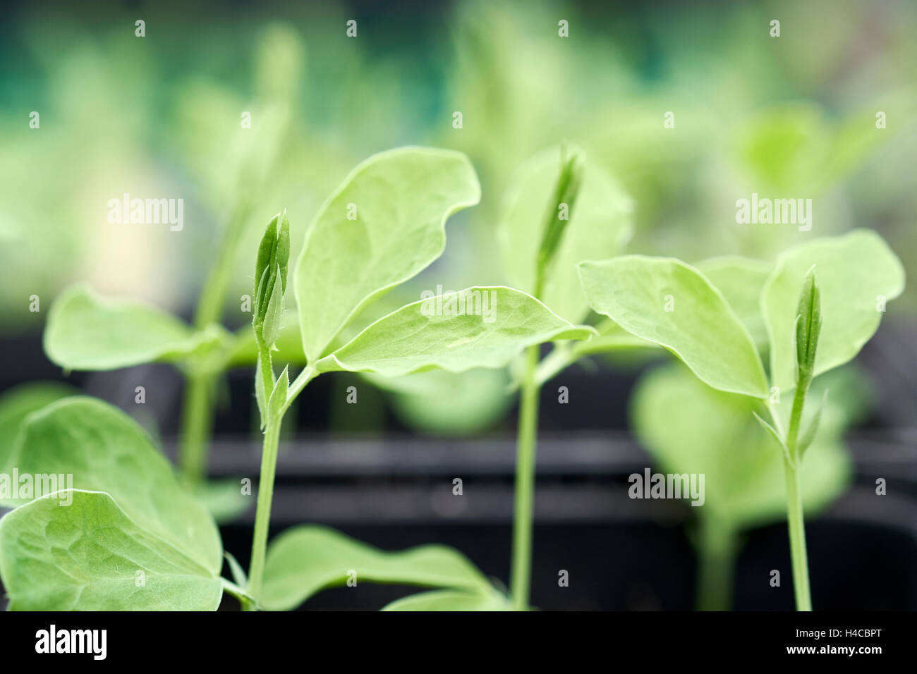 Sweet pea 'Old Spice' seedlings growing in plastic plant pots in a greenhouse, UK. Stock Photo