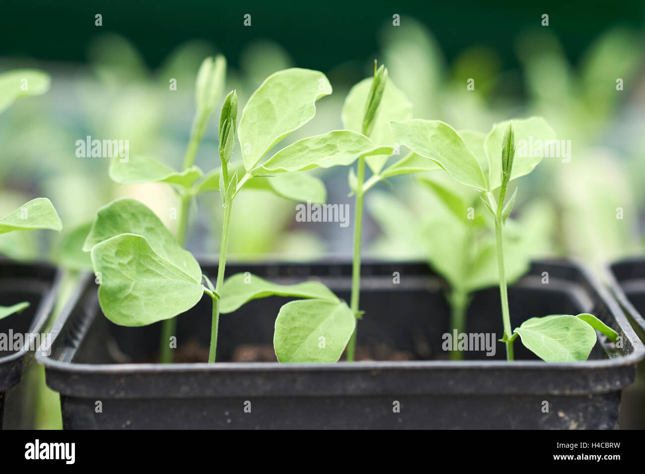 Sweet pea 'Old Spice' seedlings growing in plastic plant pots in a greenhouse, UK. Stock Photo