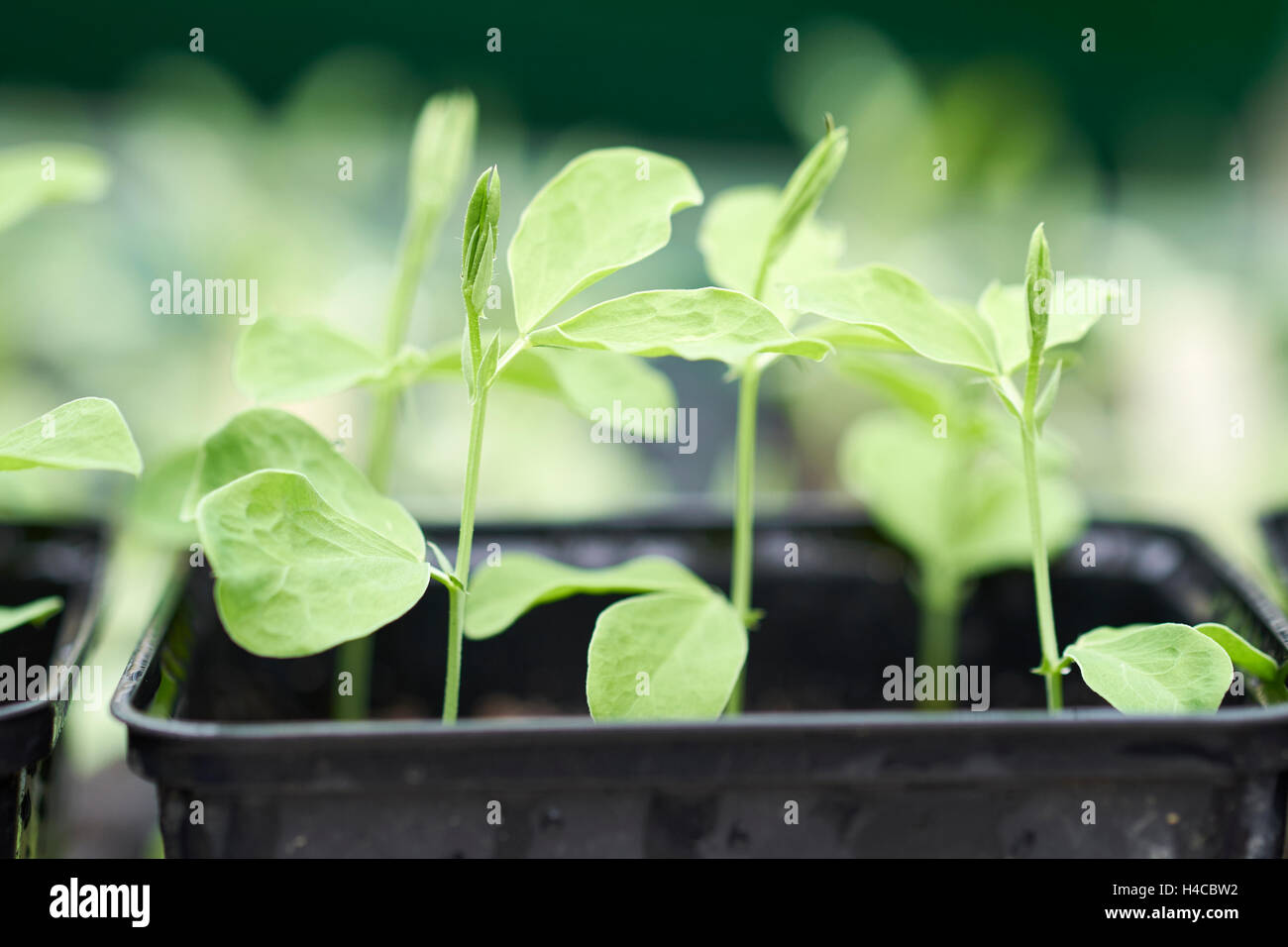 Sweet pea 'Old Spice' seedlings growing in plastic plant pots in a greenhouse, UK. Stock Photo