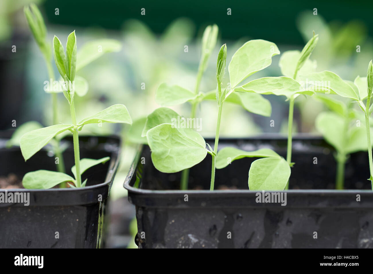 Sweet pea 'Old Spice' seedlings growing in plastic plant pots in a greenhouse, UK. Stock Photo