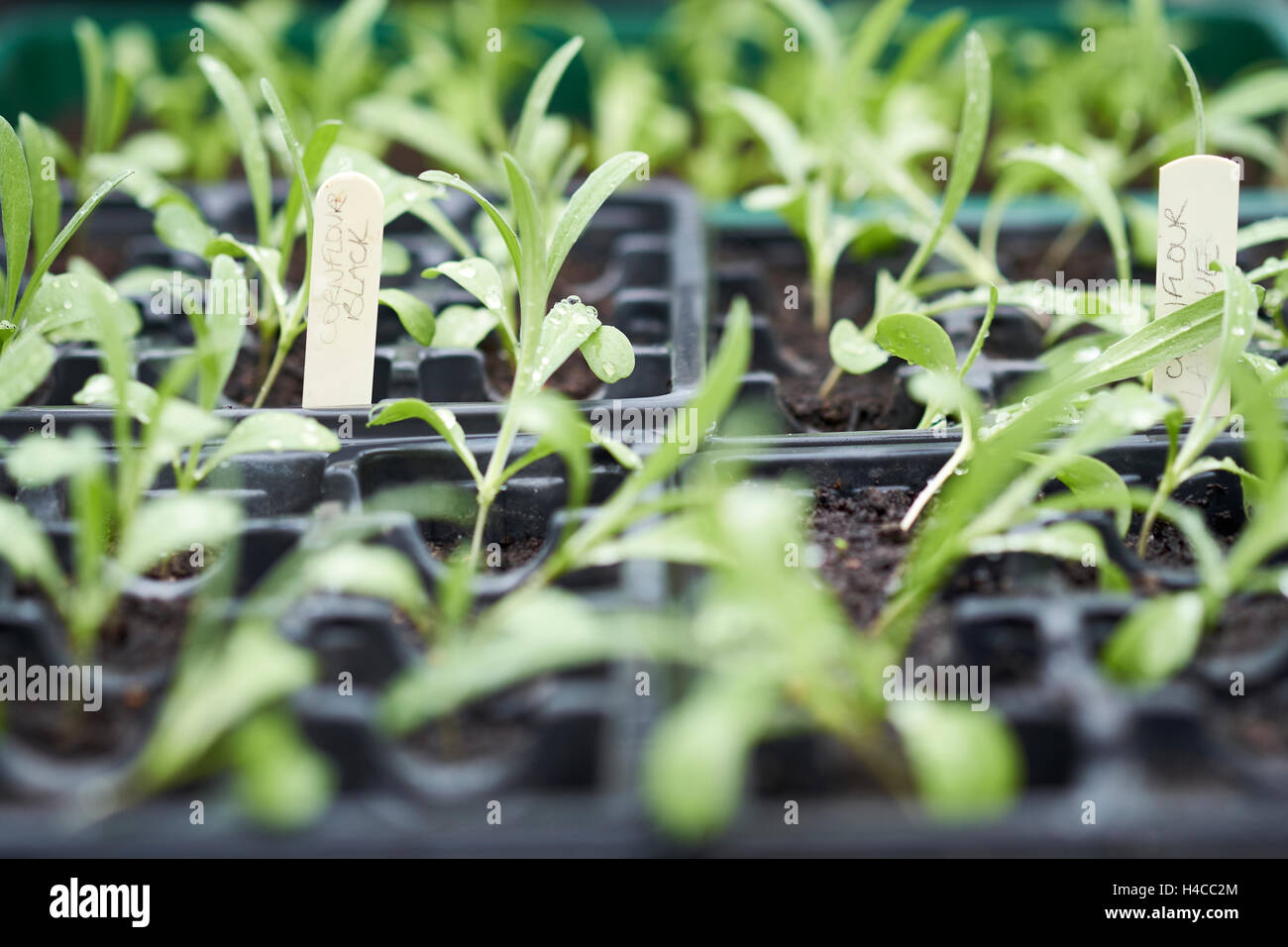 Cornflower 'Black Ball' seedlings growing in plastic seed trays in a greenhouse, UK. Stock Photo
