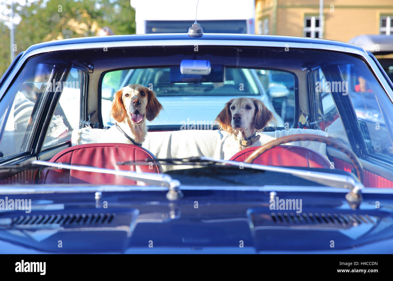 Do Dogs Like Being In Cars