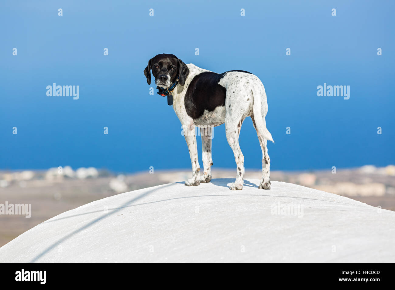 Dog on the roof of Santorini, blue sea background Stock Photo
