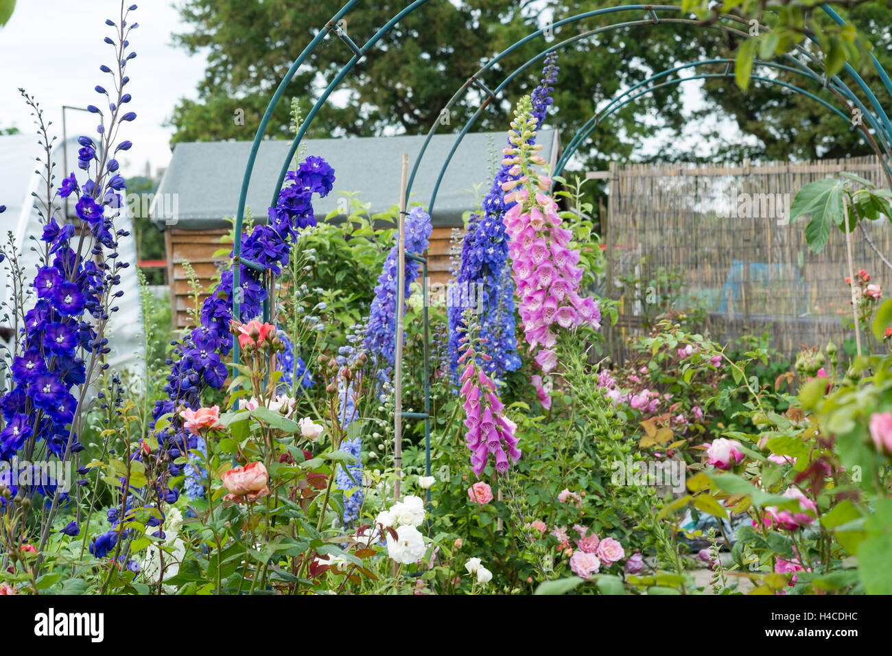 Flowers for cutting on the allotment Stock Photo Alamy