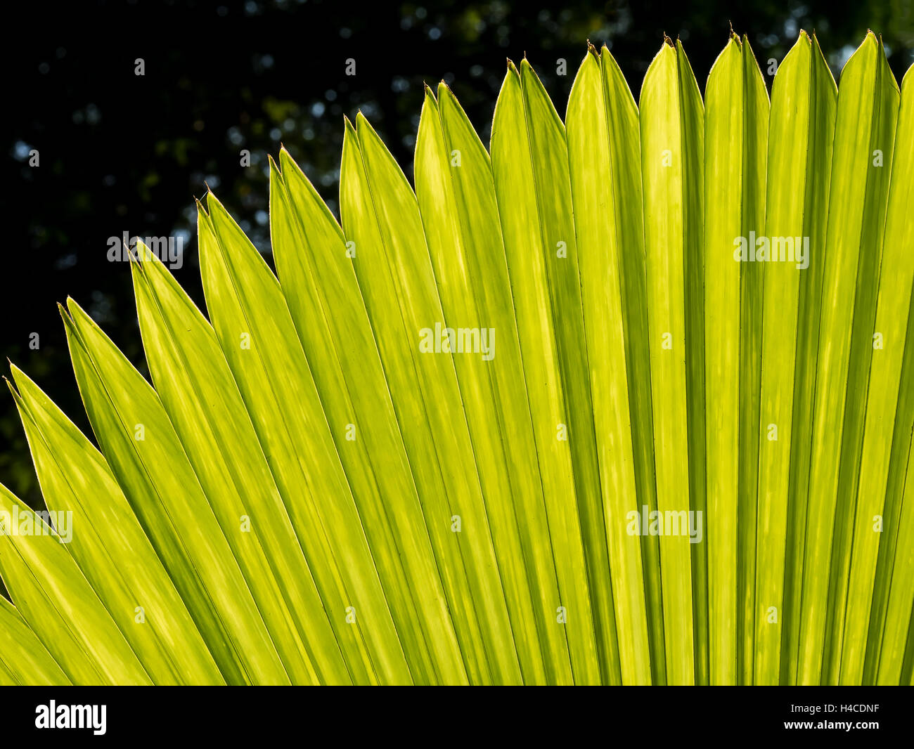 Green Leaf in the garden use for green background Stock Photo - Alamy