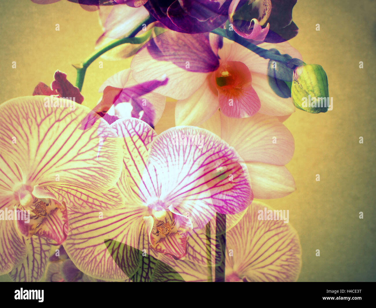 Orchids, blossoming, yellow, pink, violet Stock Photo