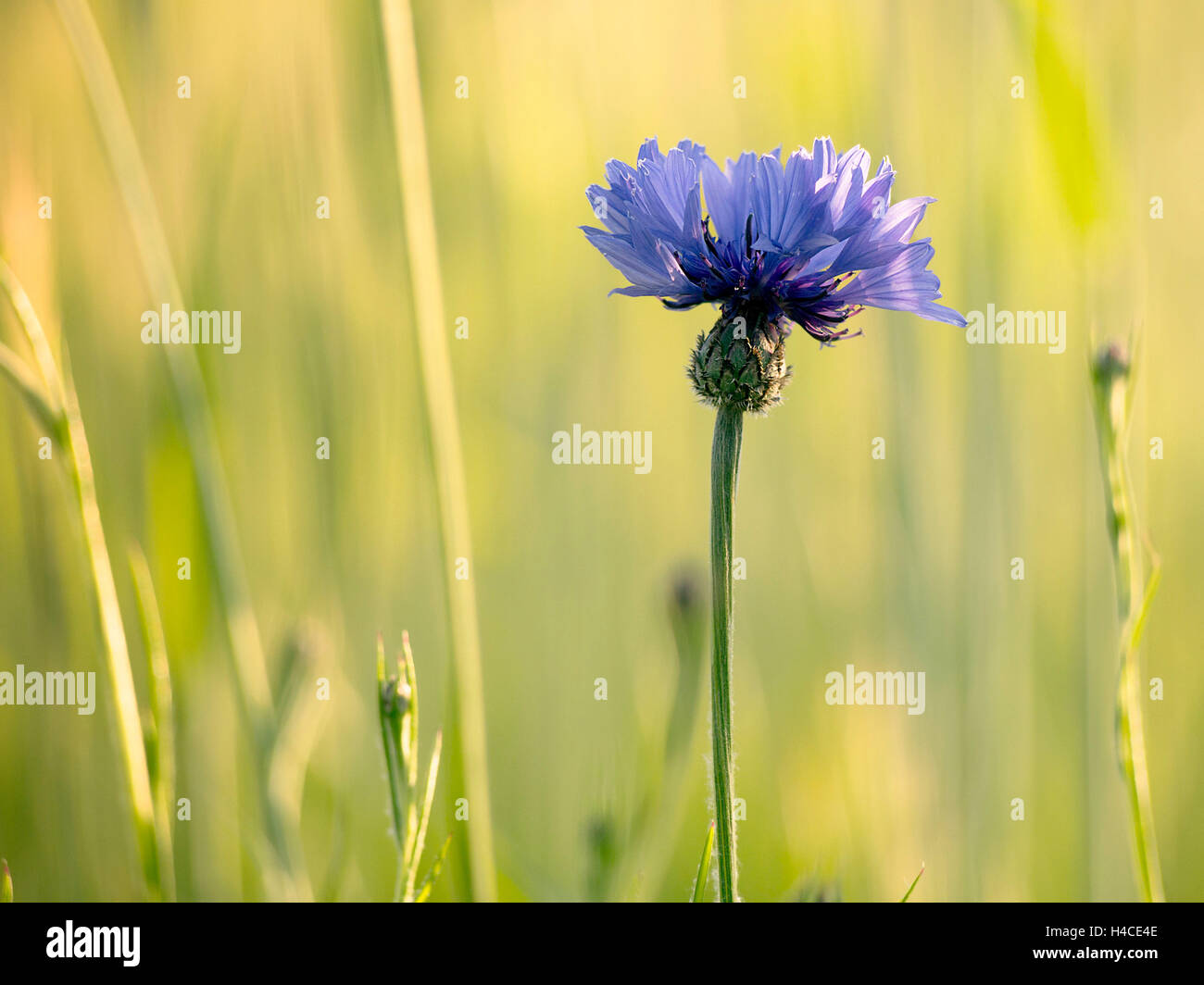 Cornflower in the evening light Stock Photo