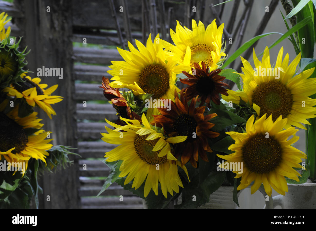 Sunflower arrangement in country style Stock Photo