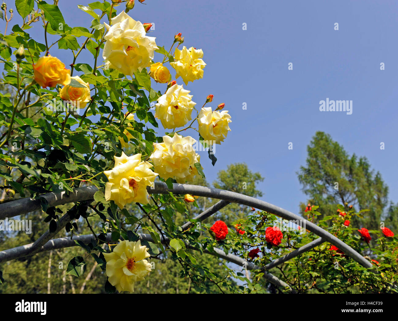 Yellow climbing rose, sort Rosa 'Morgensonne', stuffed blossom, rose arch, garden Stock Photo