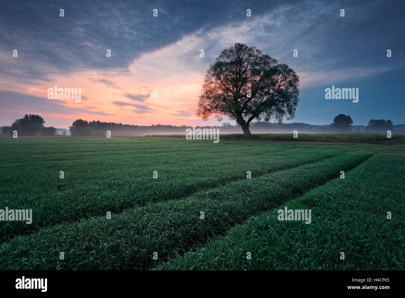 Germany, Bavaria, country, Augsburg, Wertach, Lech, tree, field, pawn, rural, cultivation, light, red, morning, mood, mystical, clouds, fog, colour, scenery, nature, Stock Photo