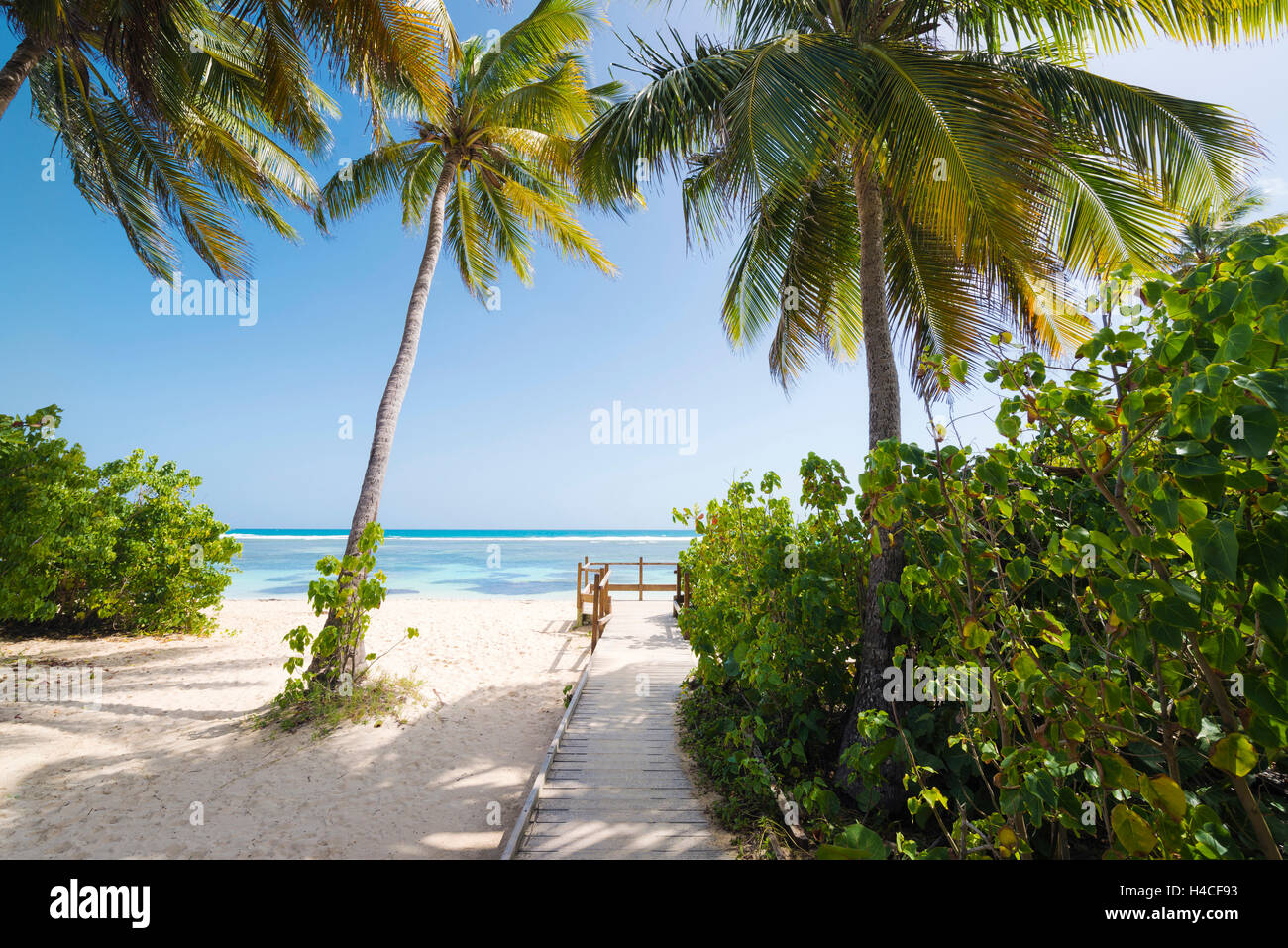 Guadeloupe, France, the Caribbean, island, Basse-Terre, tropical, sea, beach, Sand, palms, way, path, wooden, bridge Stock Photo