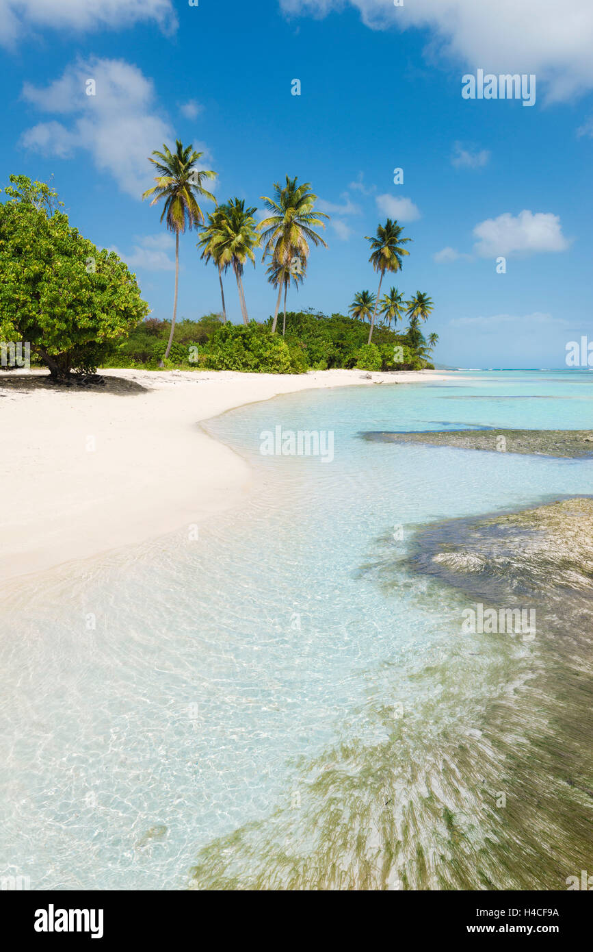 Guadeloupe, France, the Caribbean, island, Basse-Terre, tropical, sea, beach, Sand, palms, Stock Photo