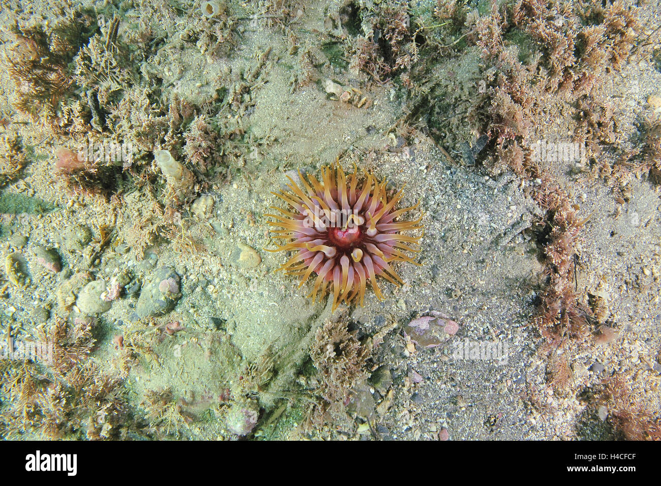 Dahlia anemone on flat sandy bottom Stock Photo