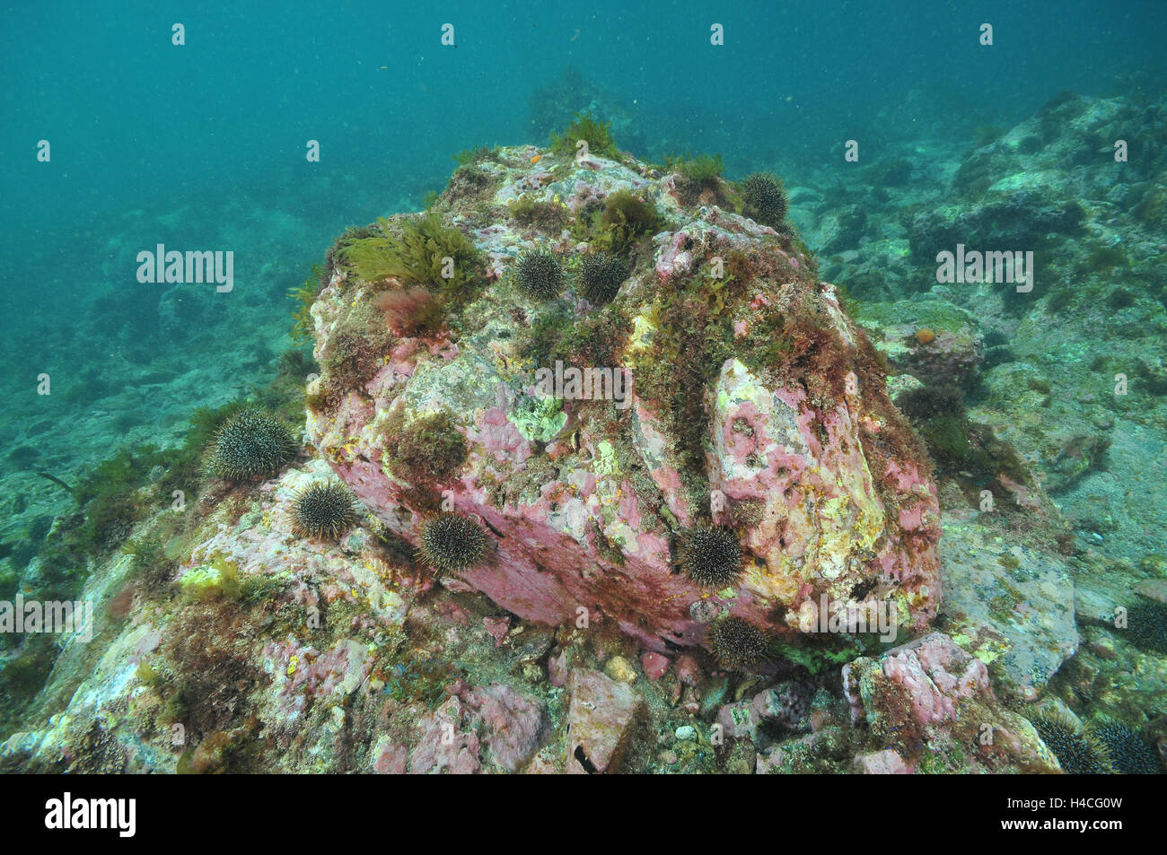 Barren rocky bottom with clusters of sea urchin Stock Photo