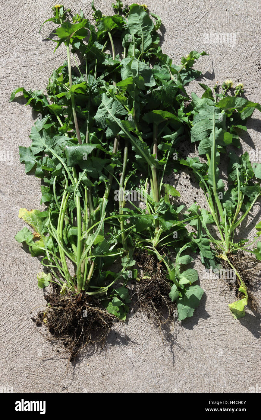 Sonchus oleraceus or also known as Sow Thistle  with roots Stock Photo
