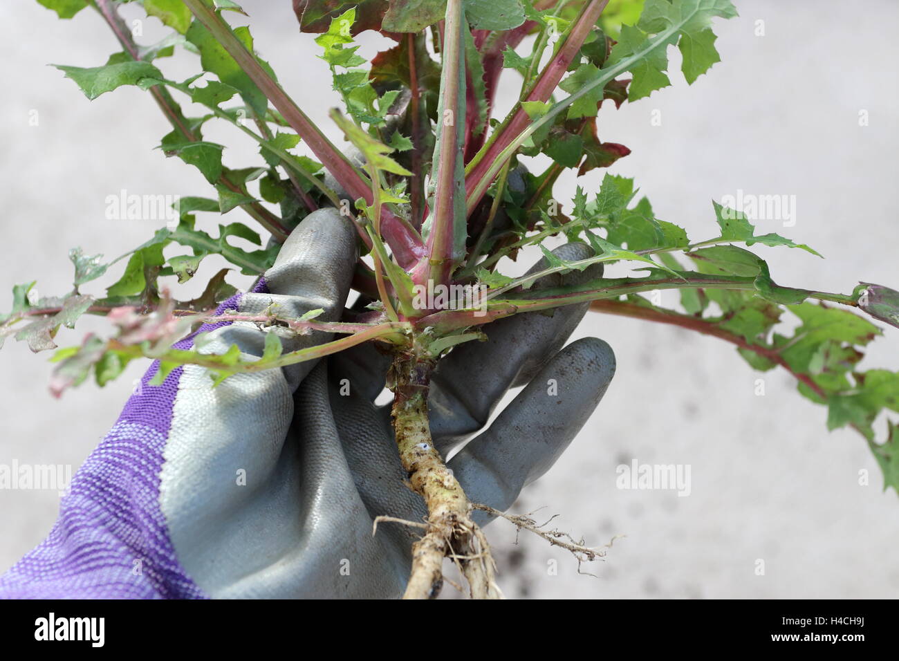 Hand holding Lactuca serriola or also known as Prickly Lettuce Stock Photo