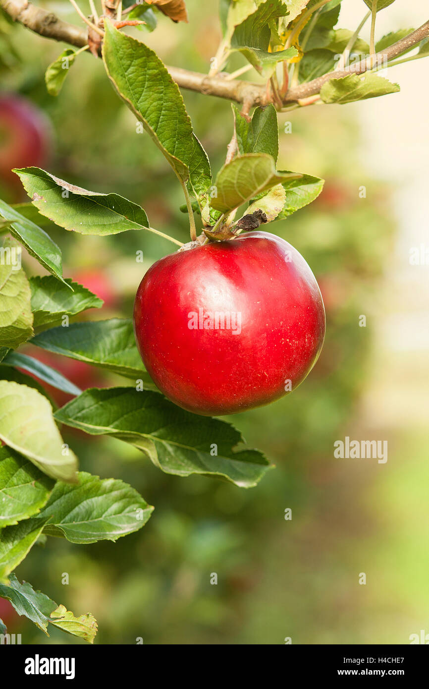 Apple tree fruit nature organic hi-res stock photography and images - Alamy