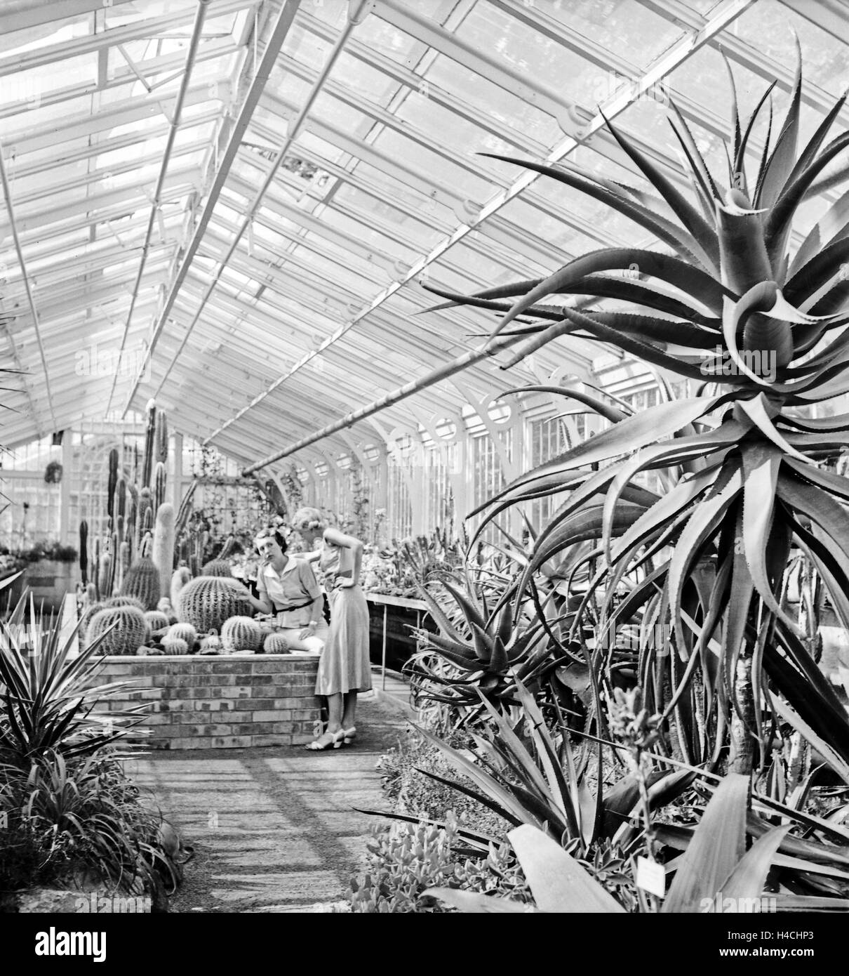Zwei Frauen in einem Gewächshaus mit tropischen Pflanzen und Kakteen in Stuttgart, Deutschland 1930er Jahre. Two women at a greenhouse watching tropical plants and cactuses at Stuttgart, Germany 1930s. Stock Photo