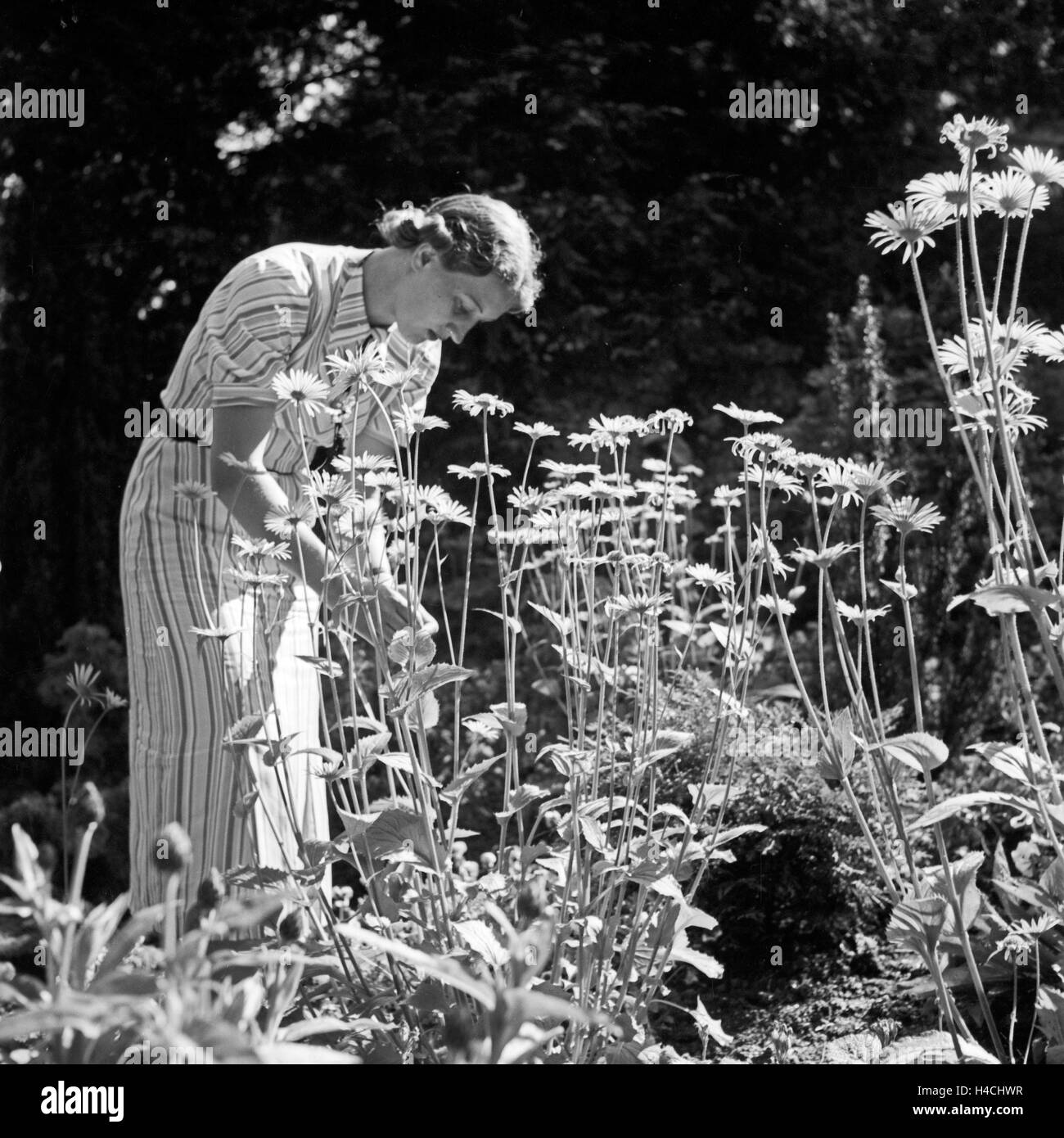 Eine junge Frau an einem Busch mit Margeriten, Deutschland 1930er Jahre. A young woman at a chrysanthemum bush, Germany 1930s. Stock Photo