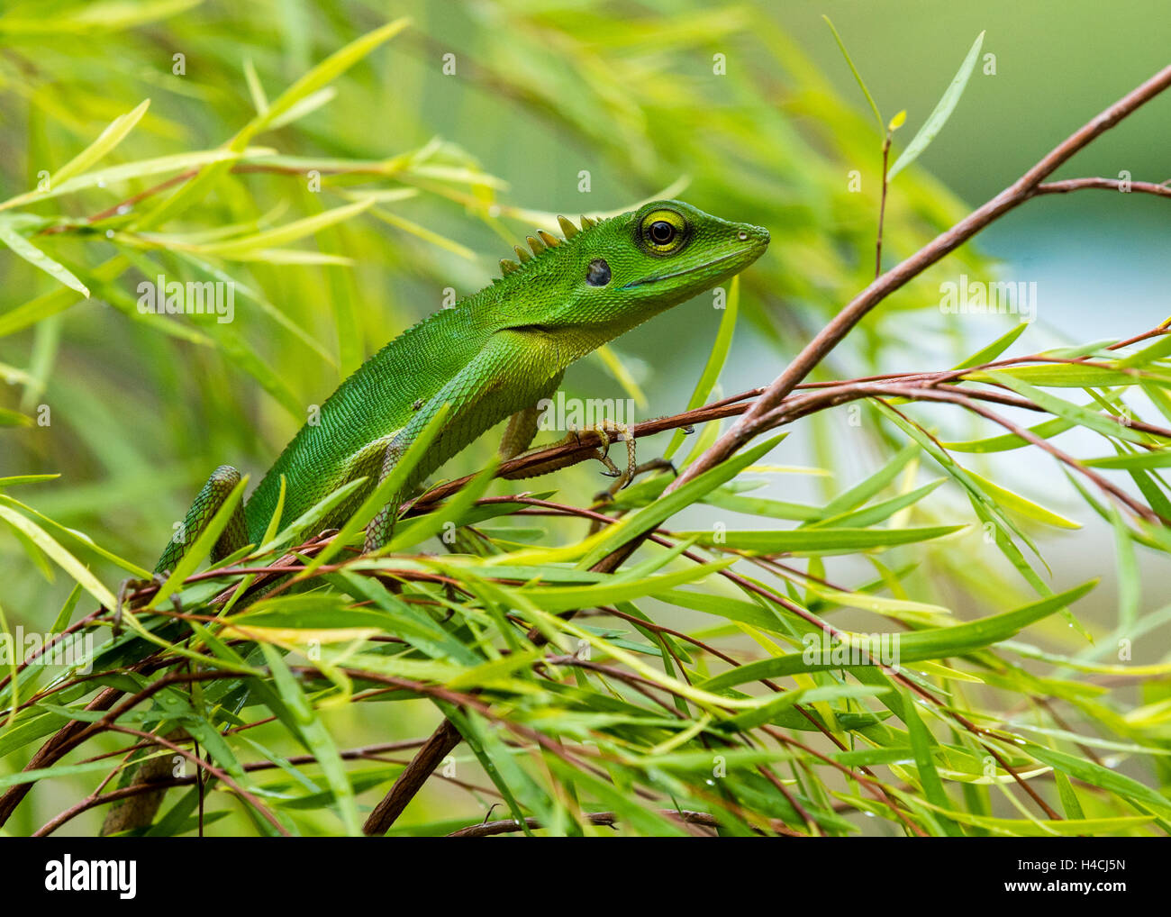 Basking Within the Willows Stock Photo