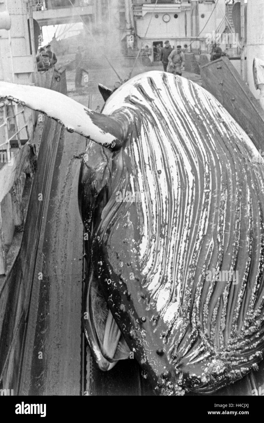 Ein frisch erlegter Wal wird an Deck eines Schiffs der deutschen Walfangflotte gezogen, 1930er Jahre. A freshly hunted down whale is pulled on the deck of a ship of the German whaling fleet, 1930s Stock Photo