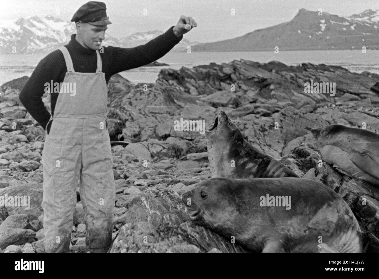 Einer der Männer der Besatung des Walfangfabrikschiffs 'Jan Wellem'füttert Walrösser auf der Insel Südgeorgien, 1930er Jahre. A crew member of the factory vessel 'Jan Wellem' feeding walruses at South Georgia, 1930s Stock Photo