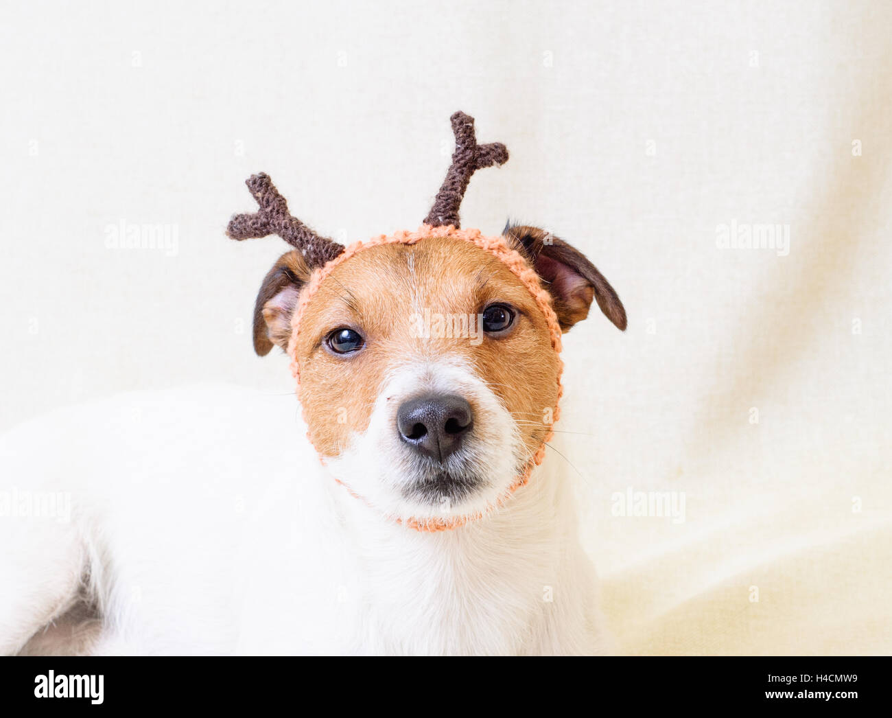 Christmas costume of reindeer funny dog wearing antlers Stock Photo