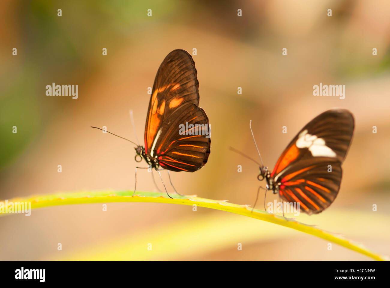 2 butterflies passion flower butterfly, Heliconius, on leaves Stock