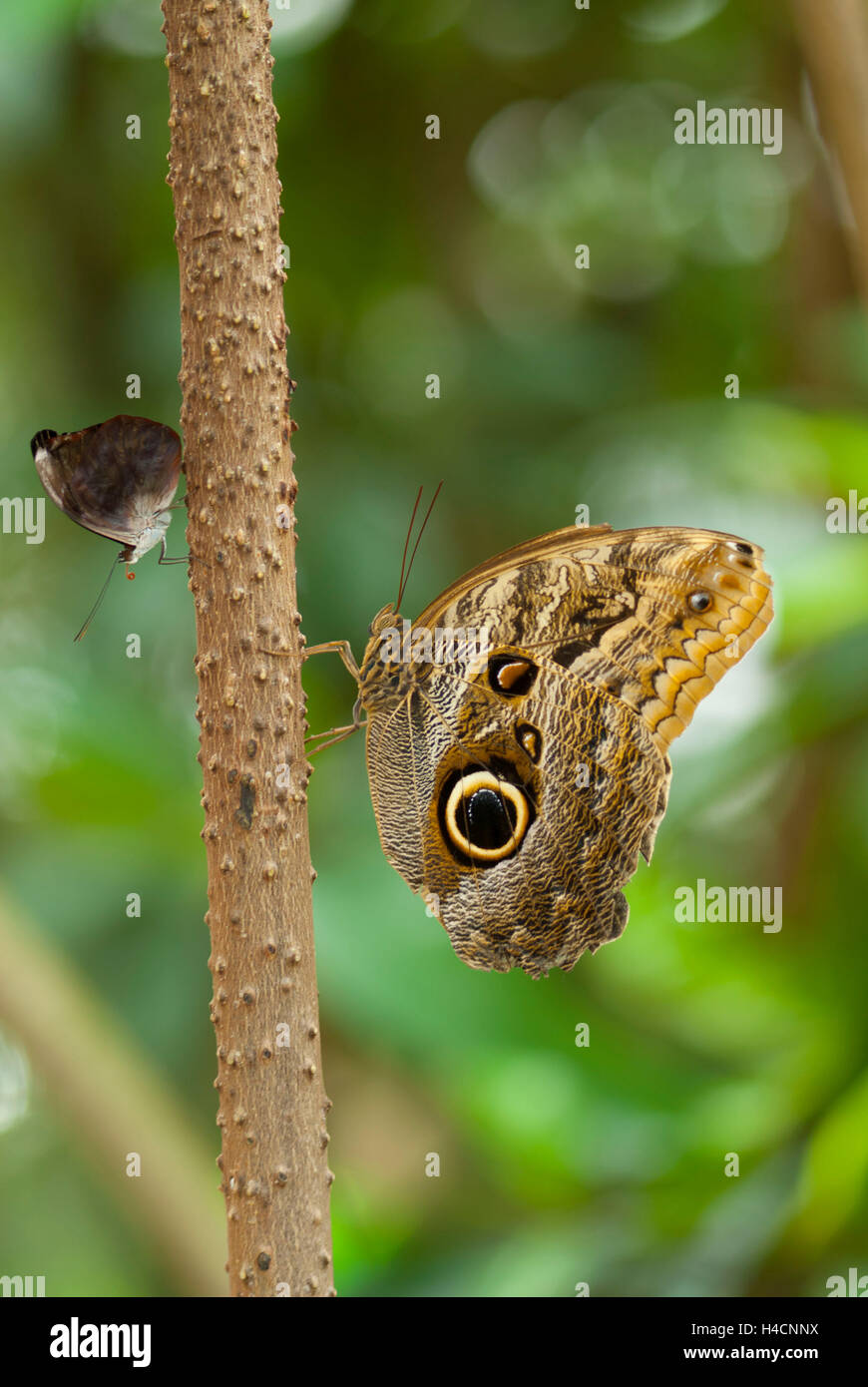 2 butterflies, on the left-hand side small beauties, Colobura dirce, to the right of banana butterflies, Caligo eurilochus, seated on a branch Stock Photo
