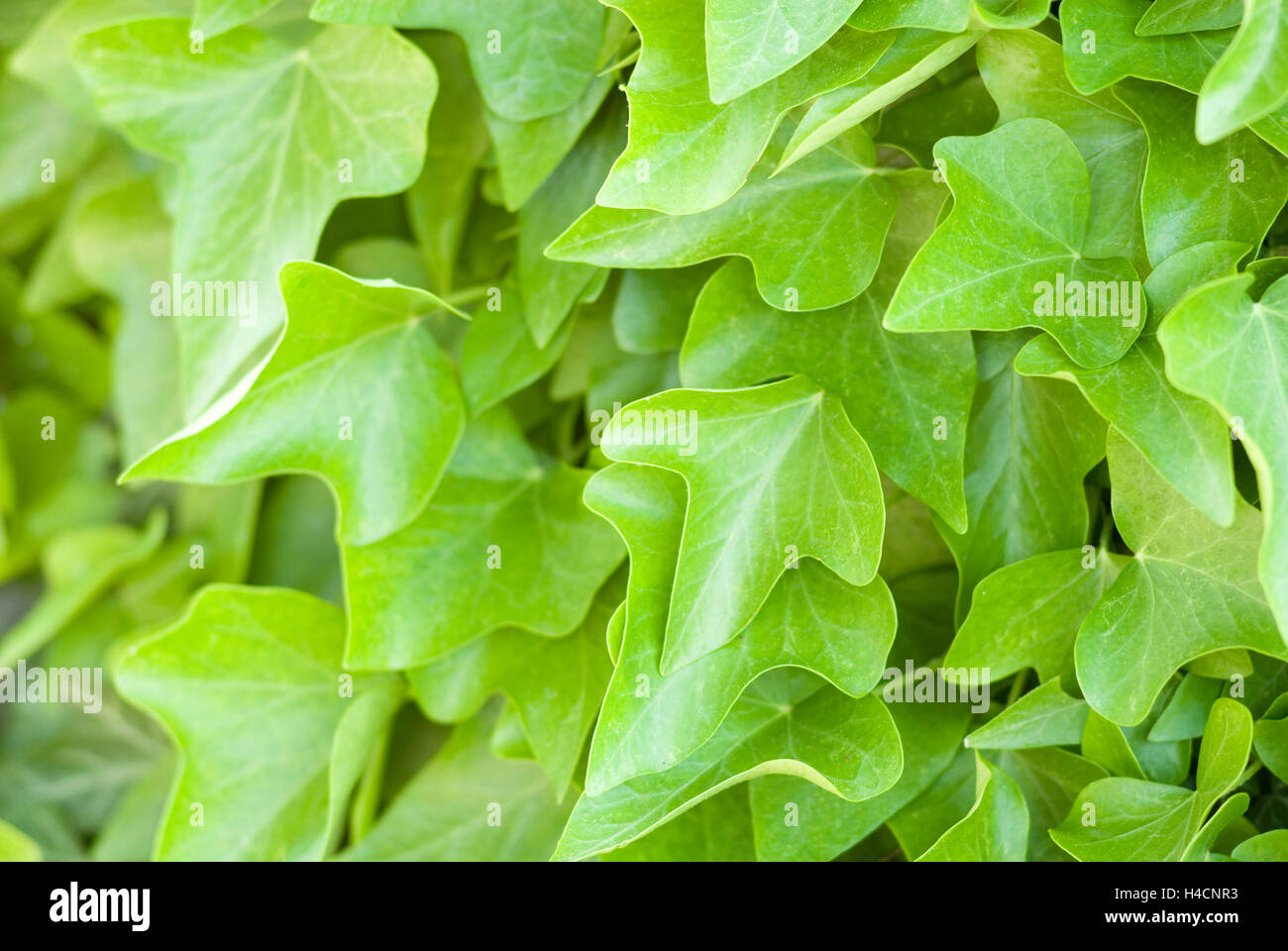 Ivy in the sun Stock Photo Alamy