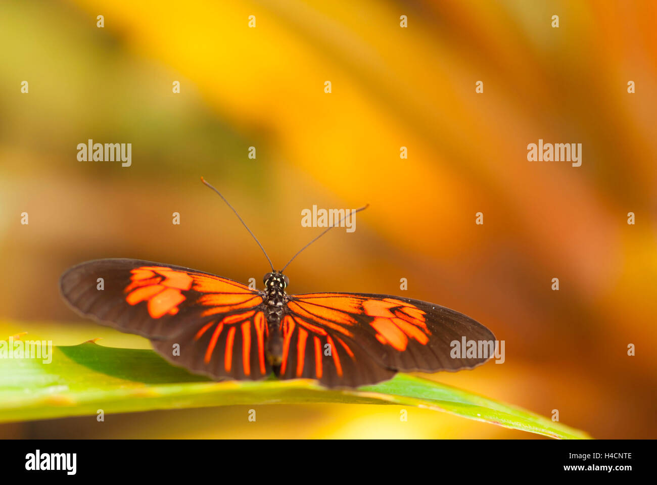 Butterfly passion flower butterfly, Heliconius, sits on leaves Stock