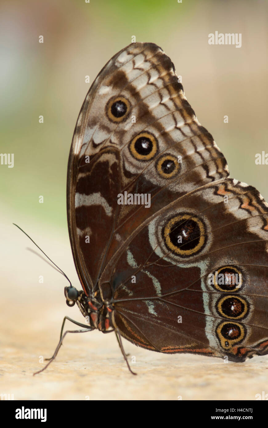 Butterfly, blue Morpho, Morpho peleides, seated on a stone Stock Photo