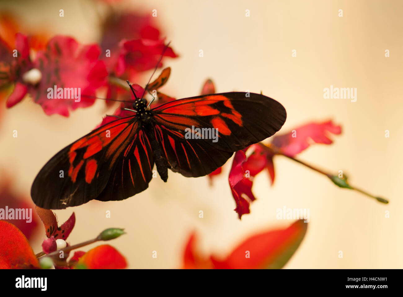 Butterfly, postman, Heliconius melpomene, holds on to blossom Stock Photo
