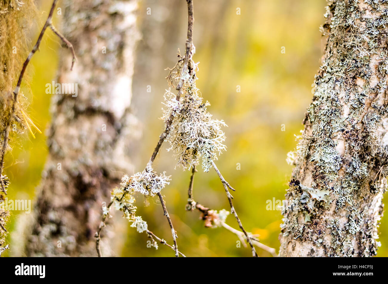 white lichen grown on autumnal forest trees Stock Photo