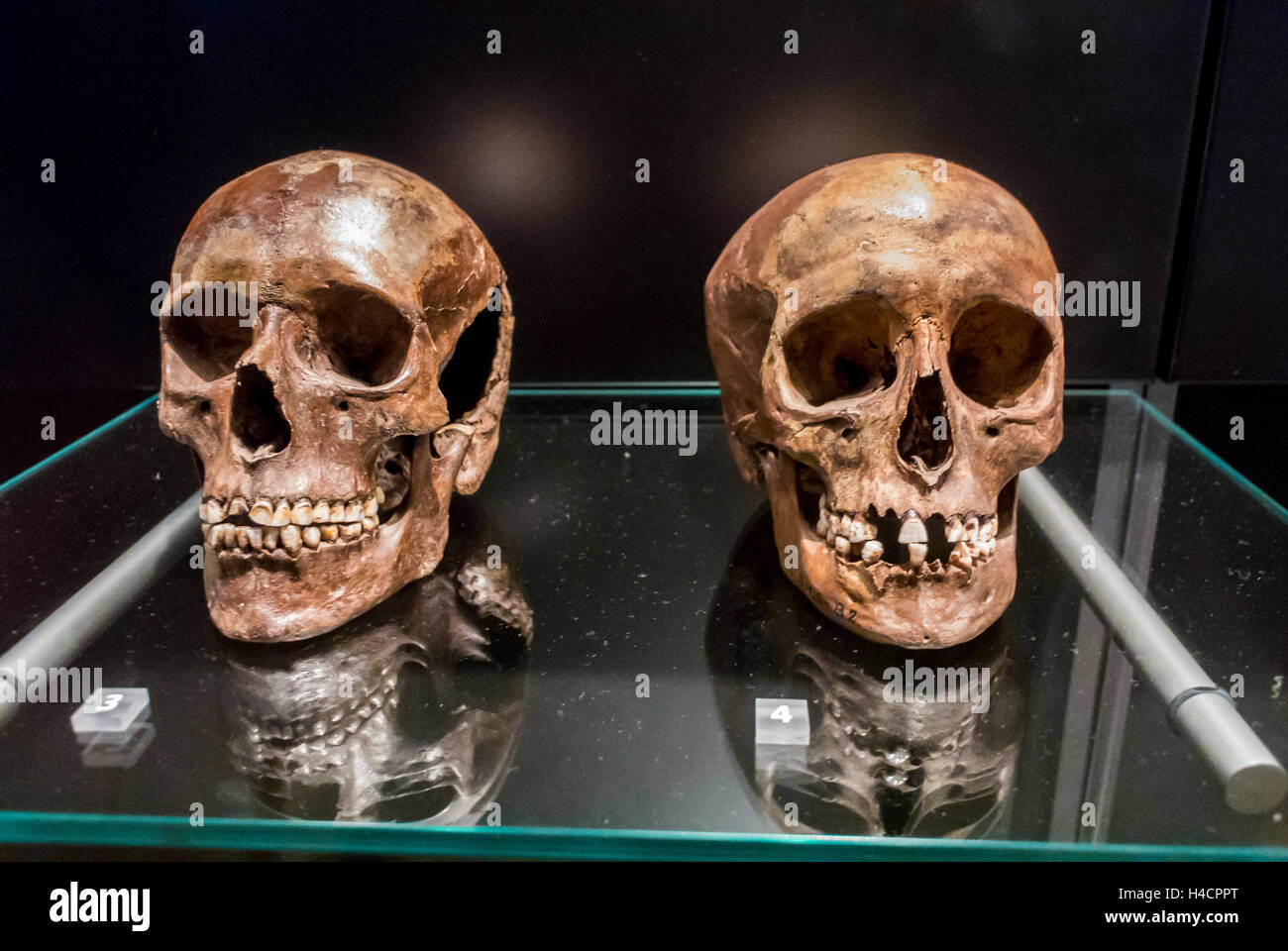 Copenhagen, Denmark, inside, the National Museum Nationalmuseet, Ancient Human Skulls, North Zealand, 3500 years Stock Photo