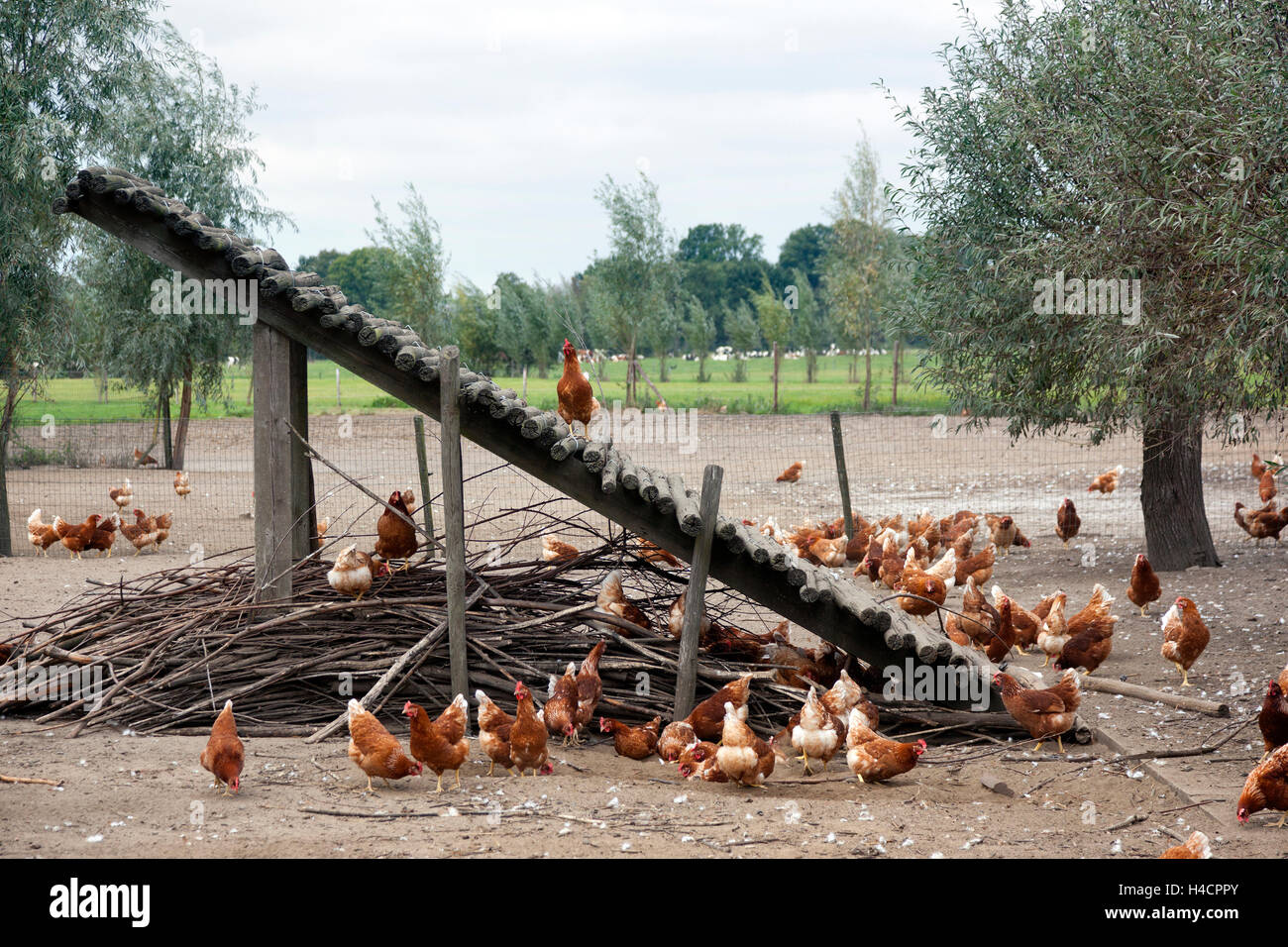 Young chickens inside barn hi-res stock photography and images - Alamy