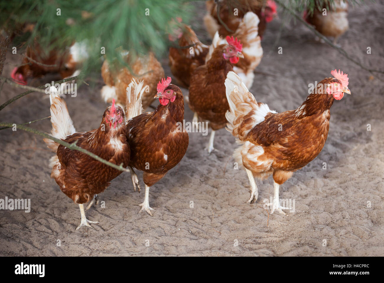 brown chicken stand in outside soil under pine tree shrub on sunny day
