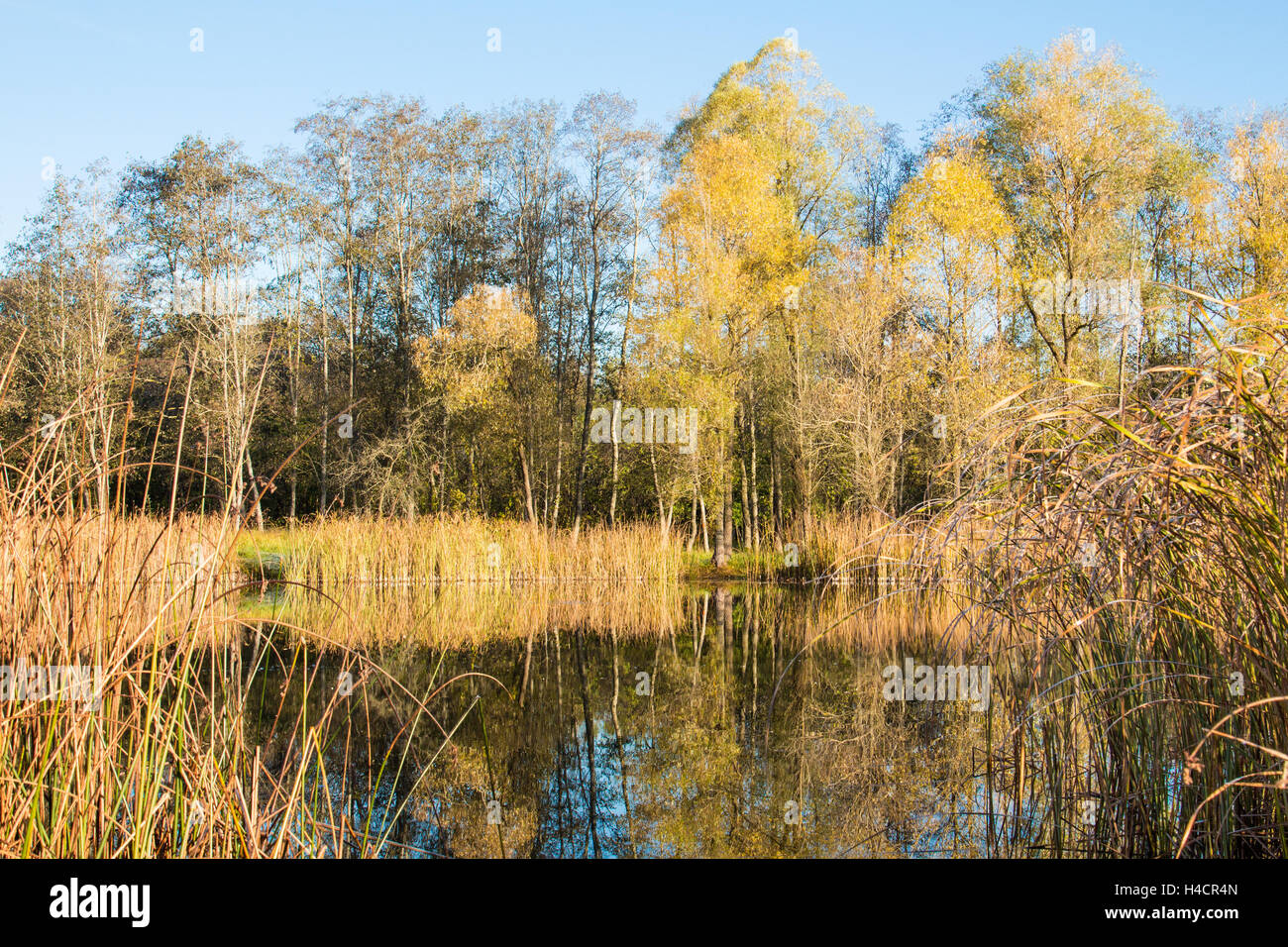 Autumn trees on the bank of the pond and its reflection in the water ...