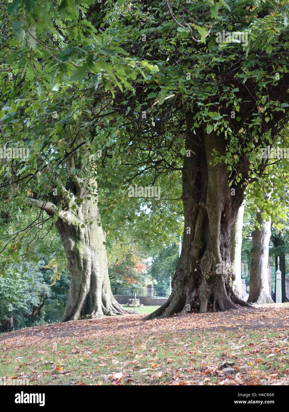 Roots And Shadow Of Trees High Resolution Stock Photography and Images ...
