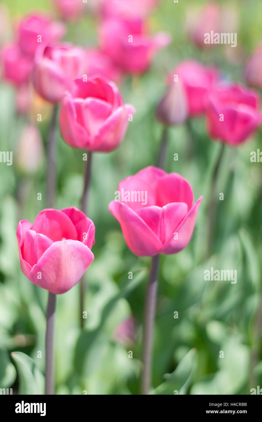 Darwins hybrid tulip van eick hi-res stock photography and images - Alamy