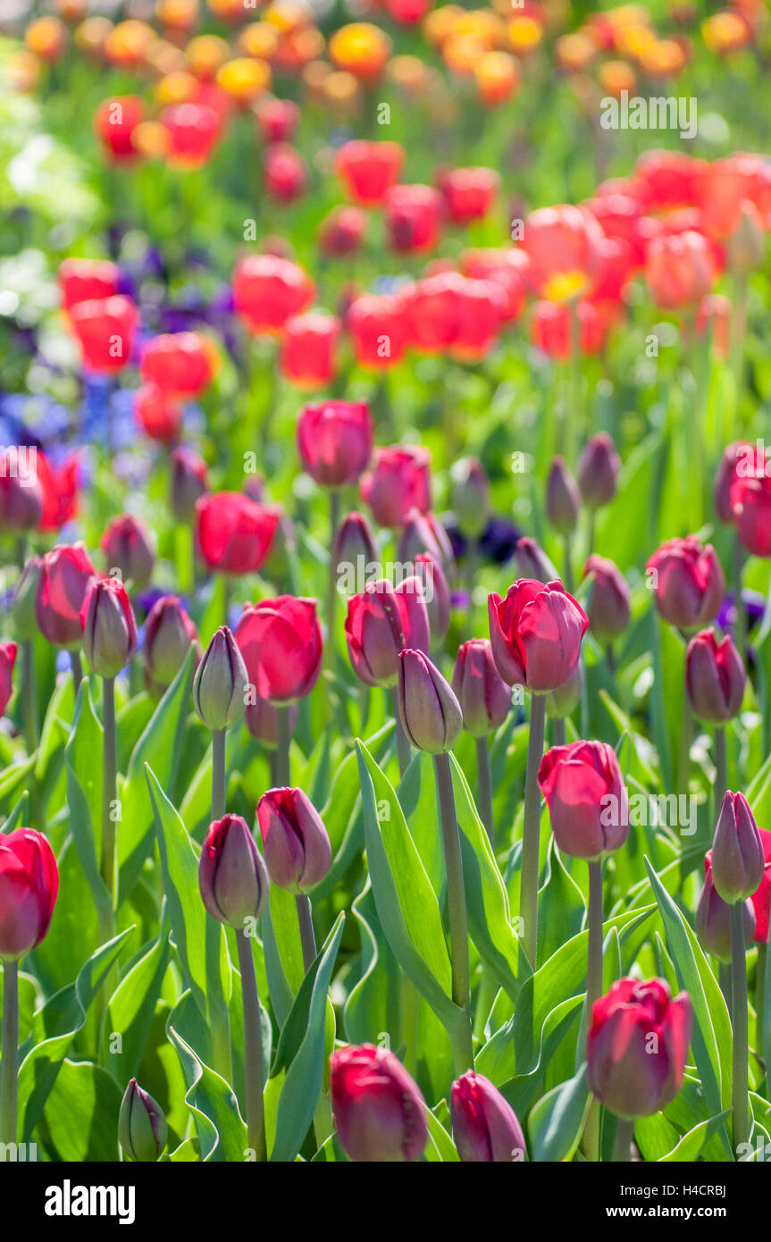 Page 7 - Red Triumph Tulips High Resolution Stock Photography and Images -  Alamy