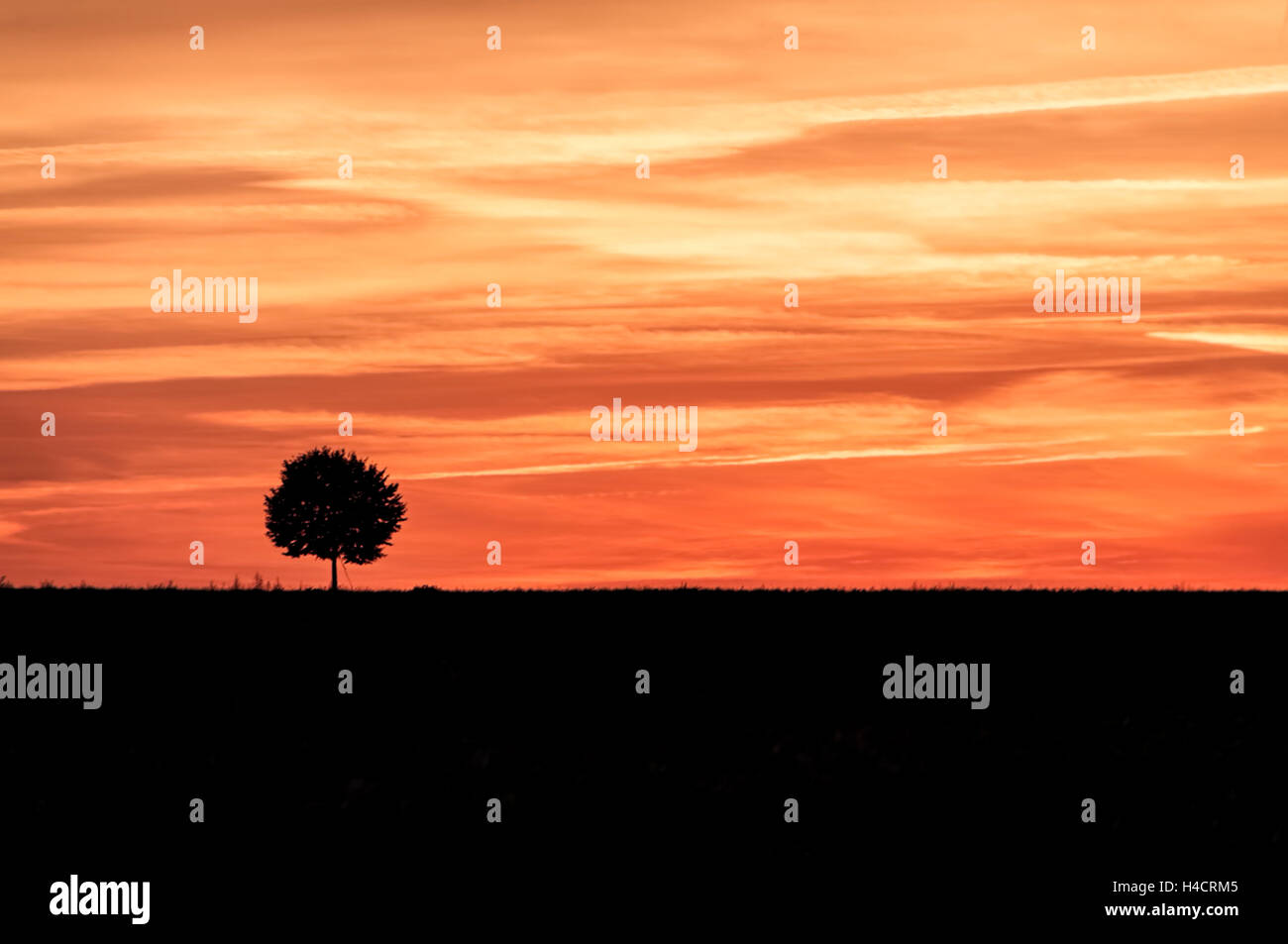 Tree silhouette colour hi-res stock photography and images - Alamy