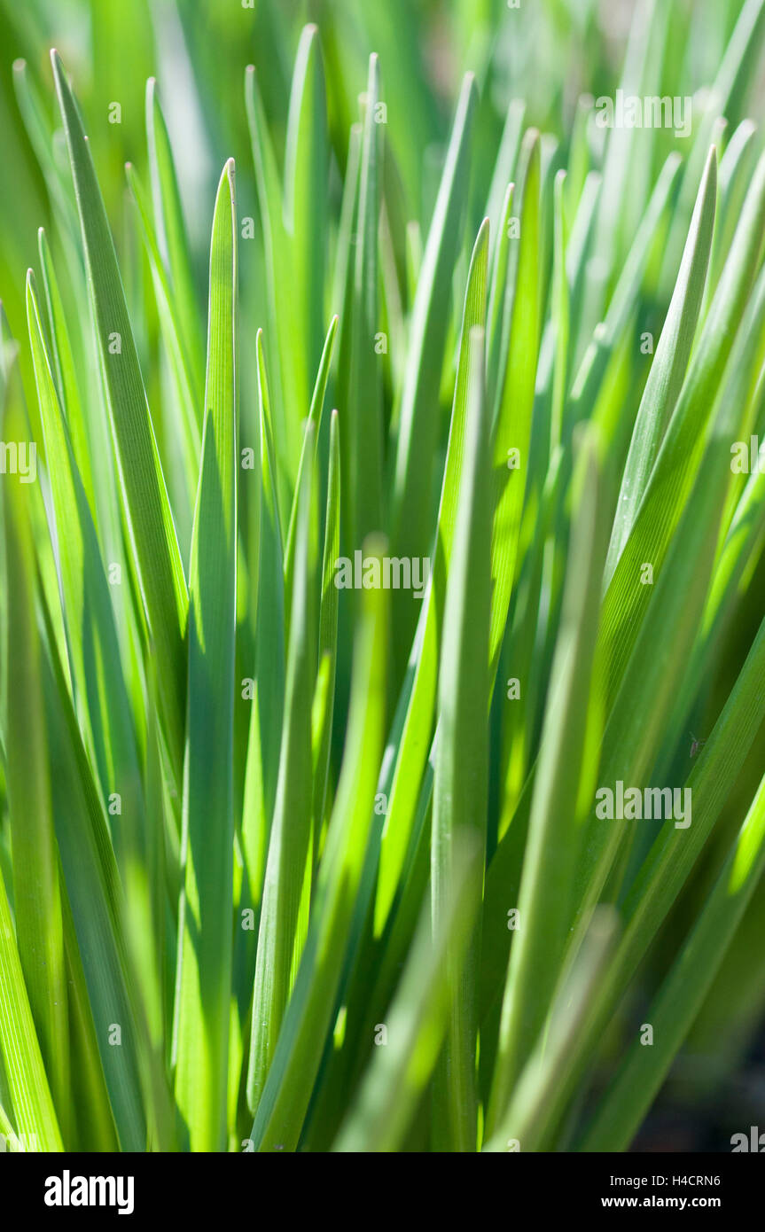 Detailed view of grass from a grass tree in the sunlight (Xanthorrhoea quadrangulata, Xanthorrhoeaceae s.l.) Stock Photo
