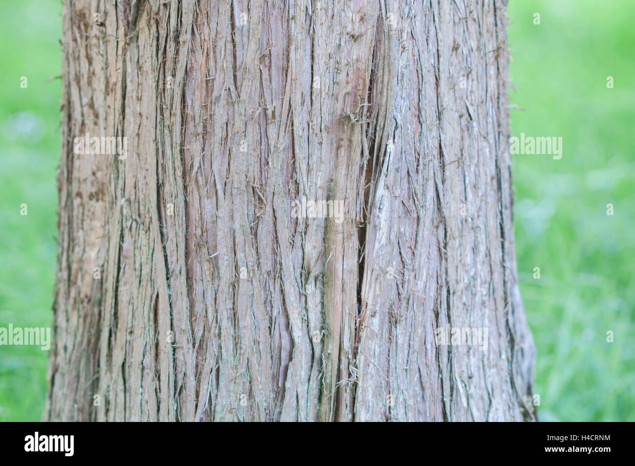 Strain of a false cypress (Chamaecyparis lawsoniana, Cupressaceae, name 'Glauca') Stock Photo