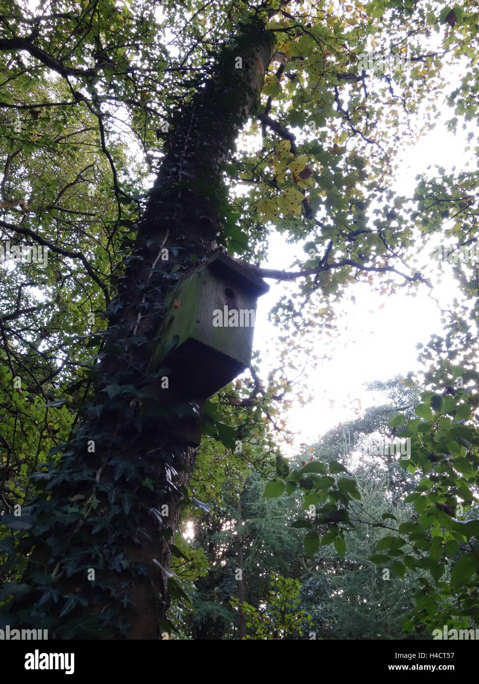 A bird/bat house in a tree Stock Photo Alamy