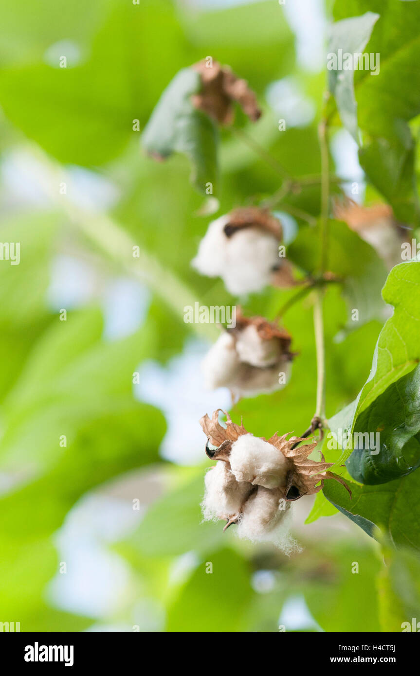 Island cotton (Gossypium barbadense L., Malvaceae) Stock Photo