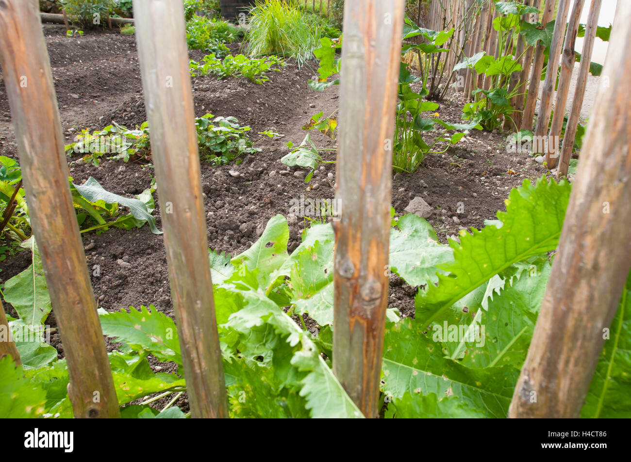 View through wooden fence in of a vegetable garden Stock Photo